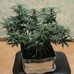 IMG_20260105_002259_504 (1).jpg