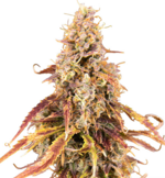 1767621601602.png 1767621601602.png