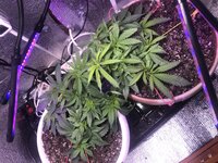 IMG_2656.jpeg IMG_2656.jpeg