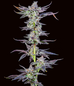 1767804238262.png 1767804238262.png