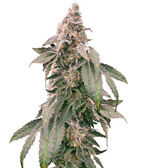 1767804286842.png 1767804286842.png