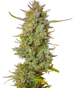 1767804325171.png 1767804325171.png