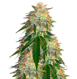 1767885607767.png 1767885607767.png