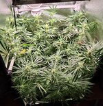 Day 68 (9.01).jpg Day 68 (9.01).jpg