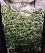 Day 68 (9.01) (2).jpg Day 68 (9.01) (2).jpg