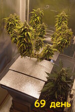 69 дн (4).jpg