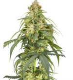 1768138864980.png 1768138864980.png