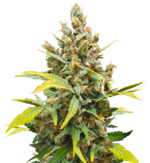 1768138878972.png 1768138878972.png