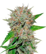 1768138920710.png 1768138920710.png