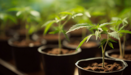 1768216810515.png 1768216810515.png