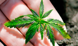 1768242589152.png 1768242589152.png