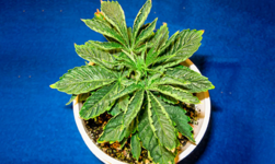 1768242602862.png 1768242602862.png