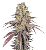 1768410093133.png 1768410093133.png