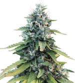 1768410096940.png 1768410096940.png