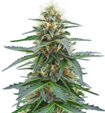 1768410103739.png 1768410103739.png