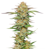 1768410110408.png 1768410110408.png