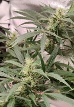 Day 76 (17.01) (3).jpg