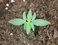 20250312_084750.jpg 20250312_084750.jpg