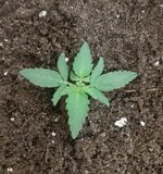 20260119_063015.jpg 20260119_063015.jpg