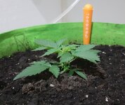 20250321_185219.jpg 20250321_185219.jpg