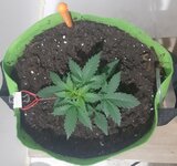 20260120_045549.jpg 20260120_045549.jpg