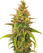 1768923096526.png 1768923096526.png