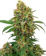 1768923136904.png 1768923136904.png