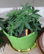 20260121_054947.jpg 20260121_054947.jpg