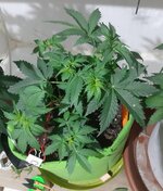 20260121_055226.jpg 20260121_055226.jpg