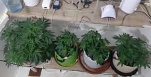 20260121_055147.jpg 20260121_055147.jpg