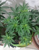 20260121_065432.jpg 20260121_065432.jpg