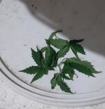 20250409_211021.jpg 20250409_211021.jpg