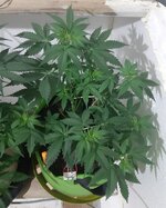 20260121_071356.jpg 20260121_071356.jpg