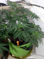 20260121_084917.jpg 20260121_084917.jpg