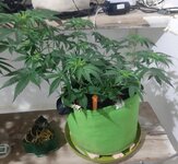 20260121_091534.jpg 20260121_091534.jpg