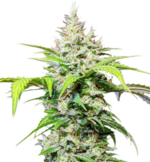 1768998054873.png 1768998054873.png