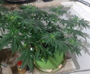 20260122_060740.jpg 20260122_060740.jpg