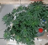 20260122_061314.jpg 20260122_061314.jpg