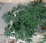 20260122_061737.jpg 20260122_061737.jpg