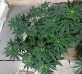 20260122_064625.jpg 20260122_064625.jpg