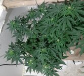 20260122_064904.jpg 20260122_064904.jpg