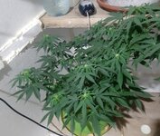 20260122_064851.jpg 20260122_064851.jpg