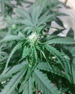 20260122_064835.jpg 20260122_064835.jpg