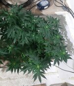 20260122_071645.jpg 20260122_071645.jpg