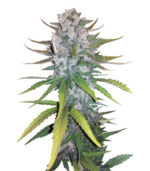 1769076920125.png 1769076920125.png