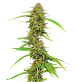 1769076931013.png 1769076931013.png