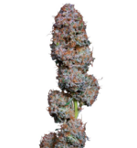 1769076954948.png 1769076954948.png