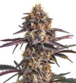 1769076958229.png 1769076958229.png