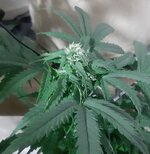 20250503_182914.jpg 20250503_182914.jpg