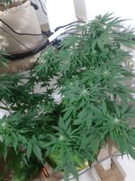 20260124_064309.jpg 20260124_064309.jpg